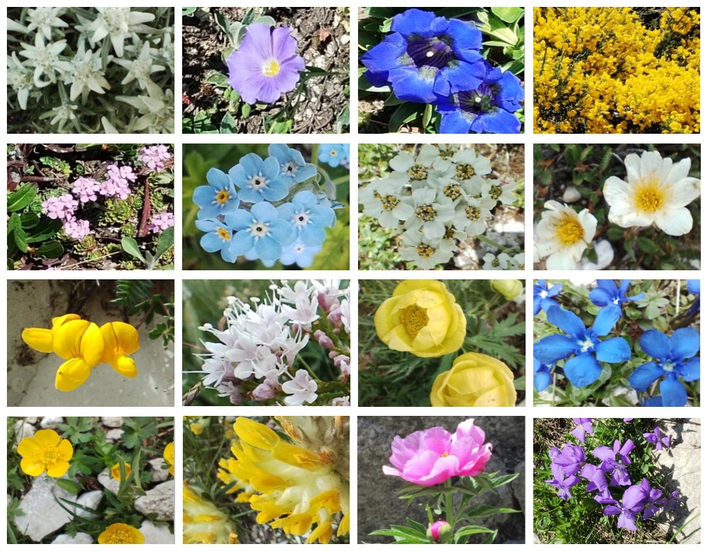 アルプスの高山植物の花々